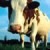 El. vodivost mléka - indikátor m,astitidy u krav